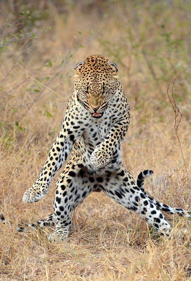 The Graceful Predator: Unraveling the Cheetah’s Ballet of&nbsp;Speed
