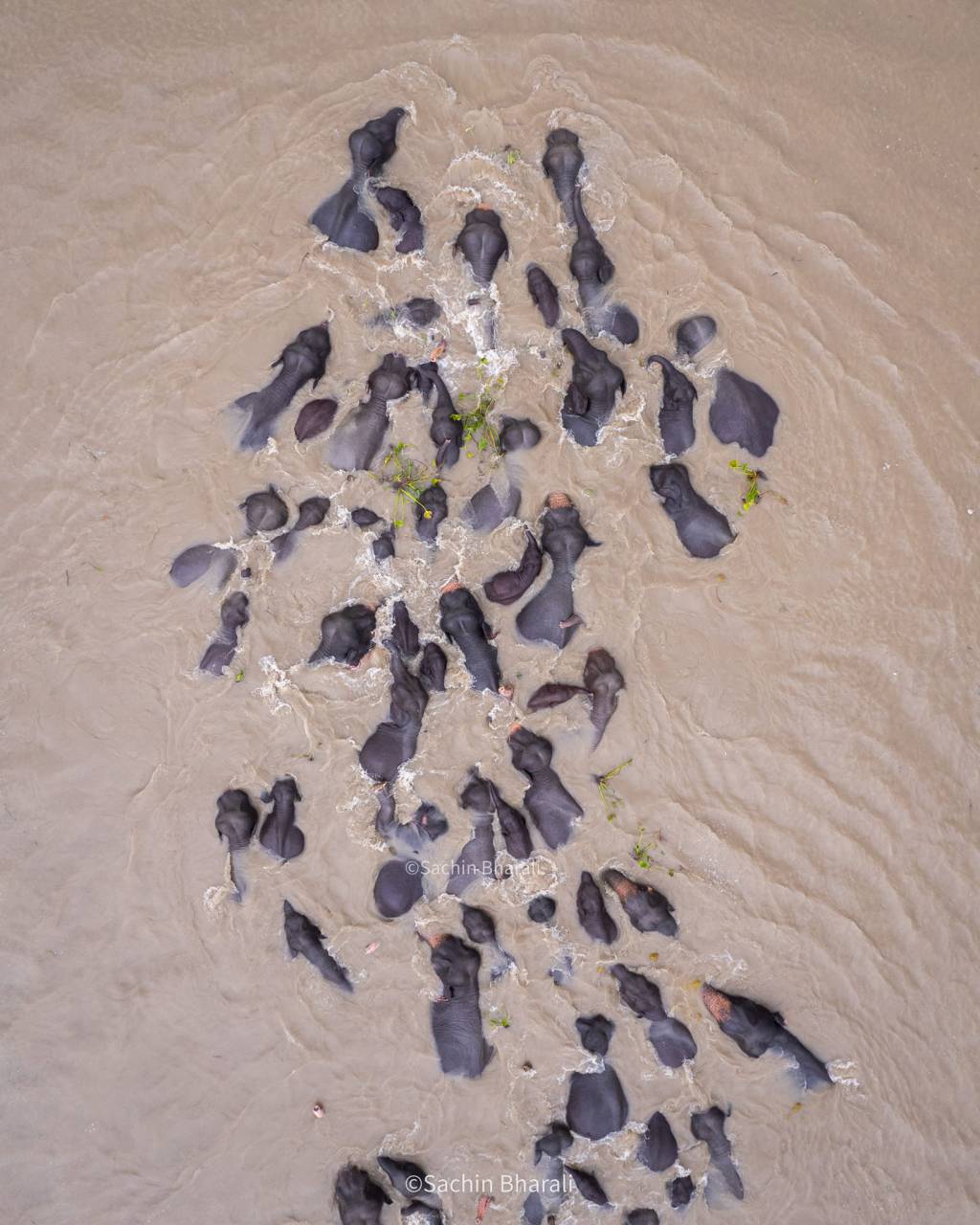 Preserving Nature’s Wonders: The Vital Significance of Elephants in&nbsp;Ecosystems